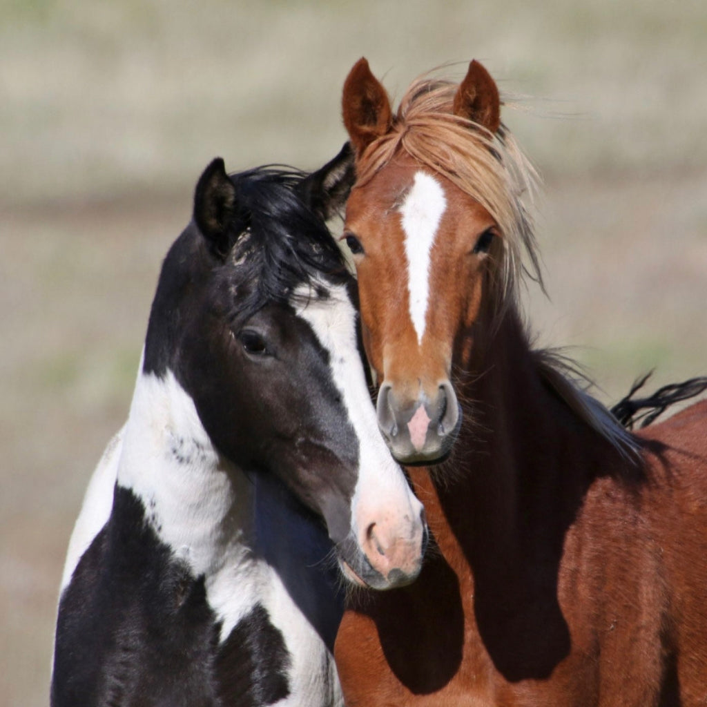 Dahlia the South Steens Mare