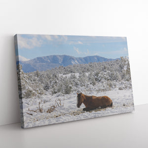 "Winter Nap" Canvas Wall Hanging