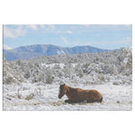 Load image into Gallery viewer, &quot;Winter Nap&quot; Canvas Wall Hanging
