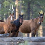 Load image into Gallery viewer, Alzena the Alpine Mare
