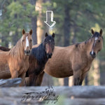 Load image into Gallery viewer, Silky the Alpine Mare
