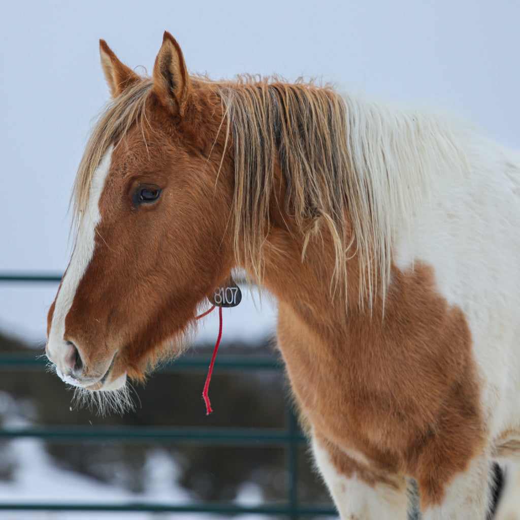 Petunia the South Steens Mare