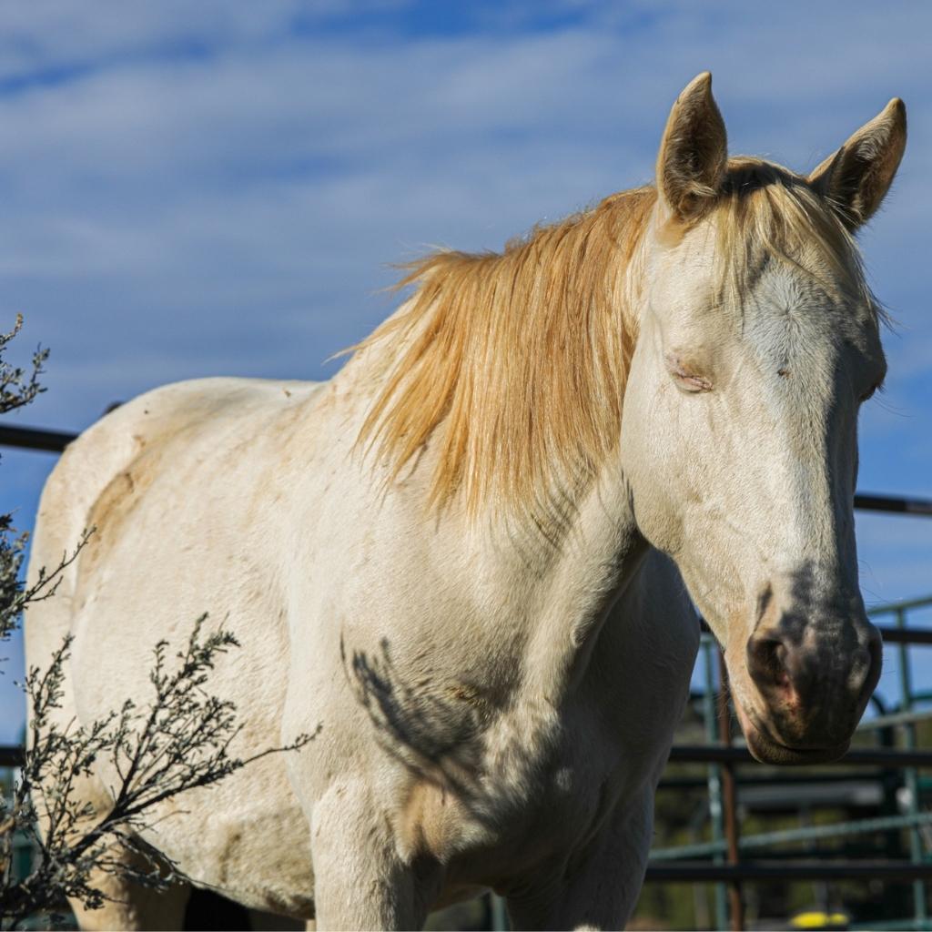 Azura the Alpine Mare