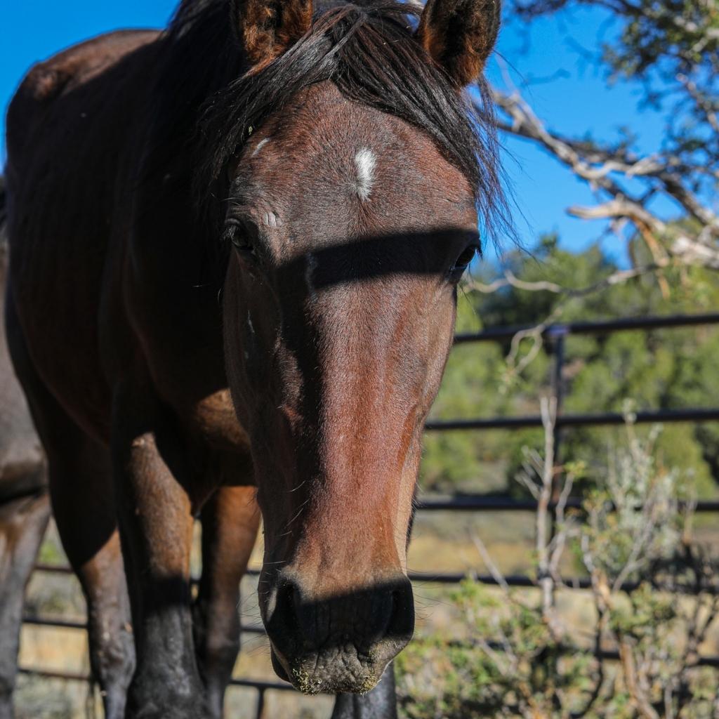 Silky the Alpine Mare