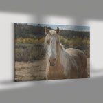 Load image into Gallery viewer, Sundancer in the Fall
