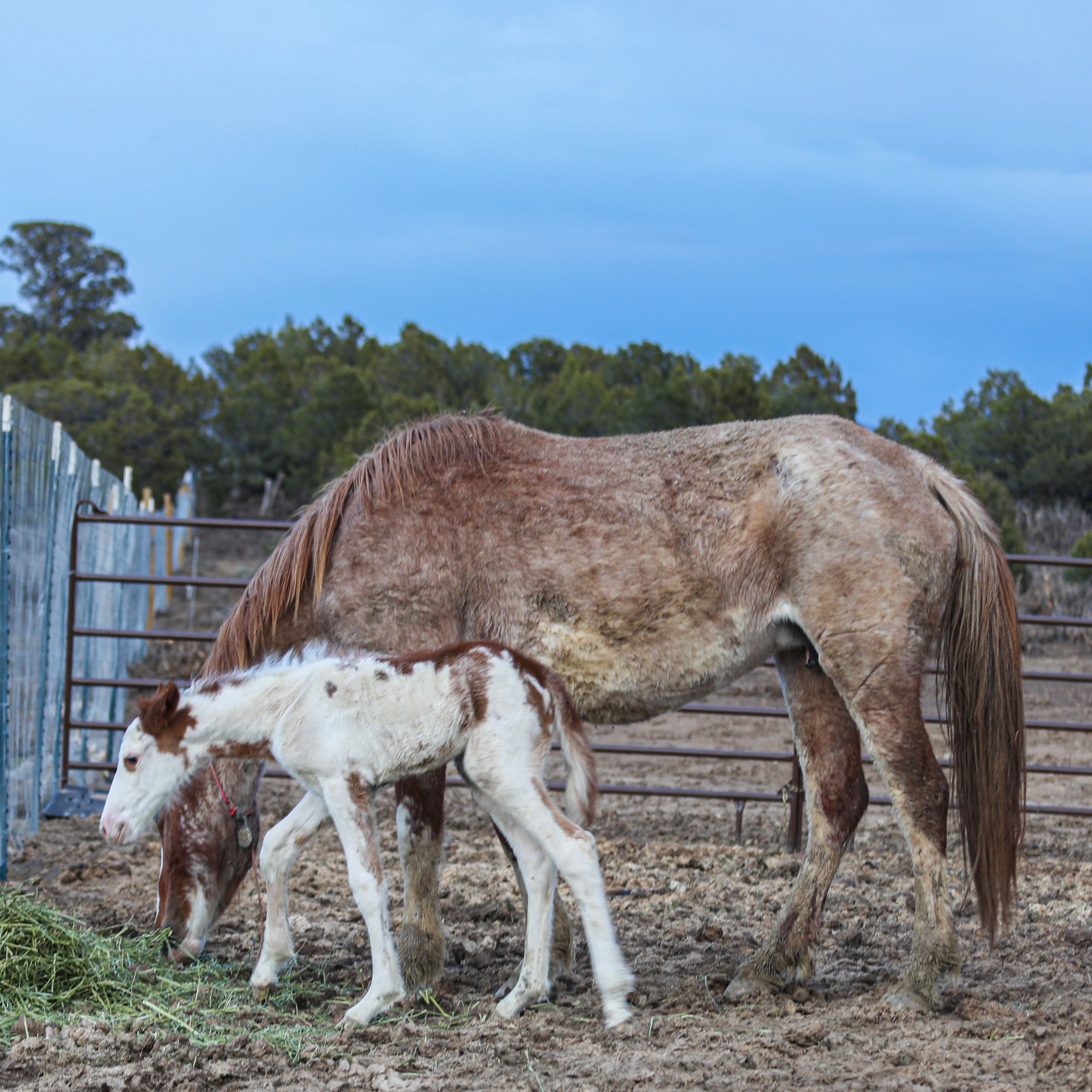 Primrose the South Steens Filly