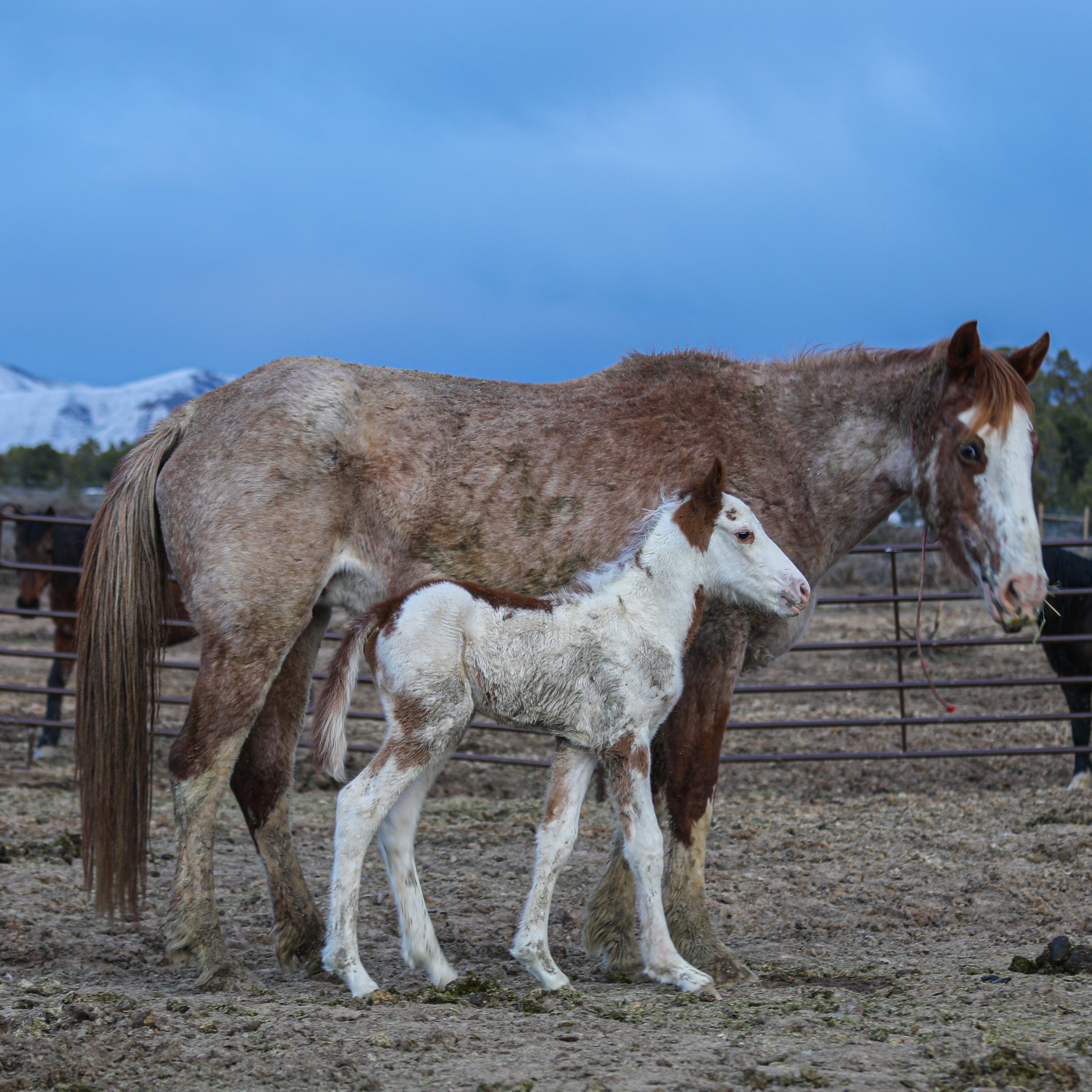 Primrose the South Steens Filly