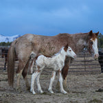 Load image into Gallery viewer, Primrose the South Steens Filly
