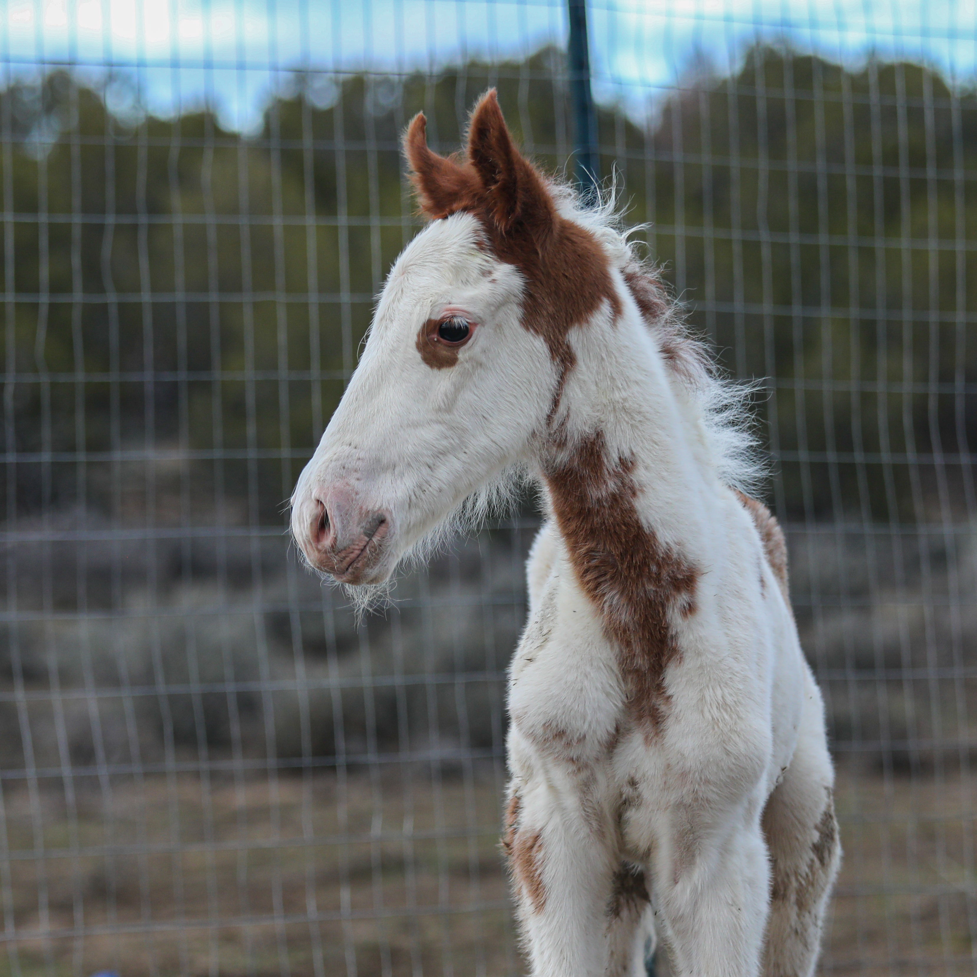 Primrose the South Steens Filly